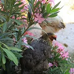 Hidayetin Yeri 3* סלימייה