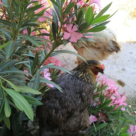 Hidayetin Yeri 3* Selimiye (Aegean)