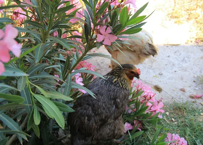 Hidayetin Yeri 3* Selimiye (Aegean)